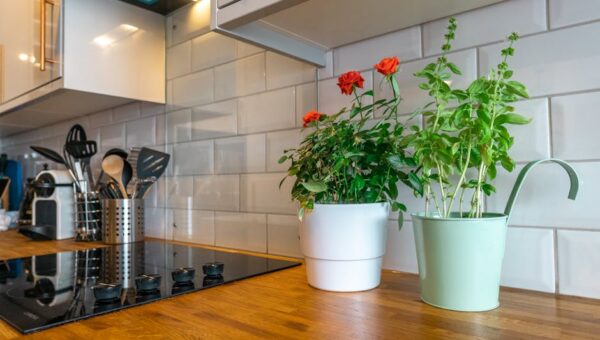 From Concrete Jungle to Green Oasis: Financial Strategies for Urban Homesteading in 2026